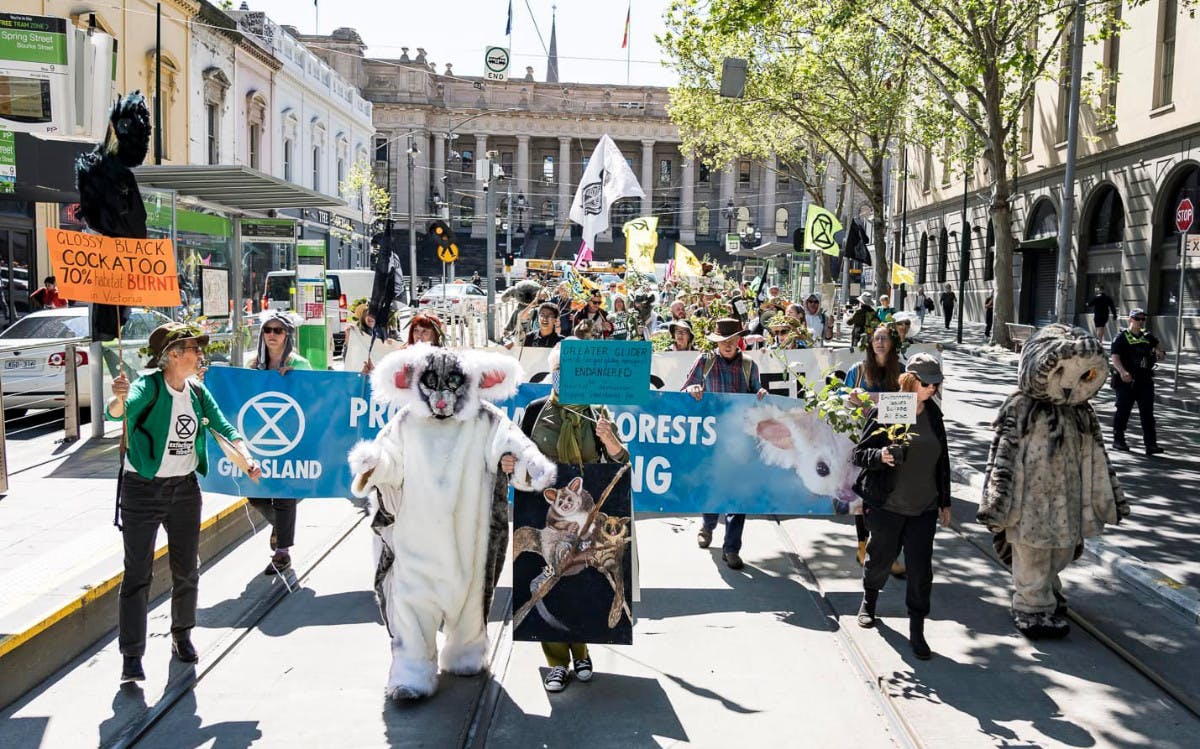 Forest protecters rally in the CBD