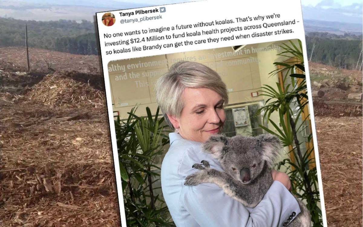 Tanya Plibersek cuddling a koala against a background of destroyed habitat