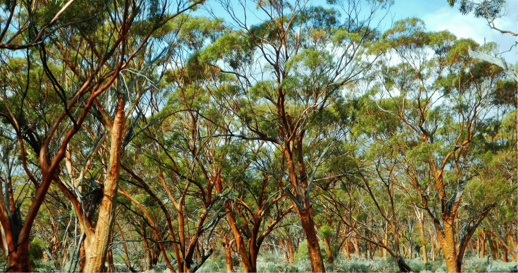 Australian gum trees. 