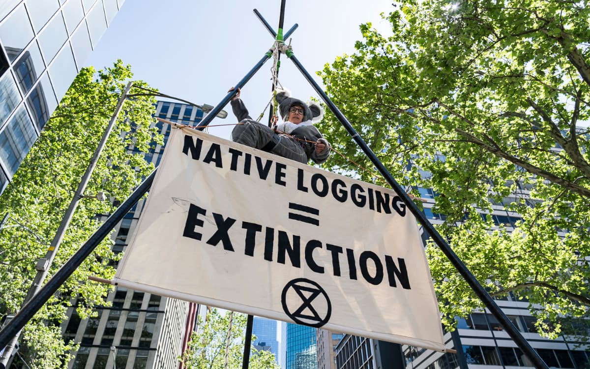 Protester dressed in a koala suit hanging from a high tripod