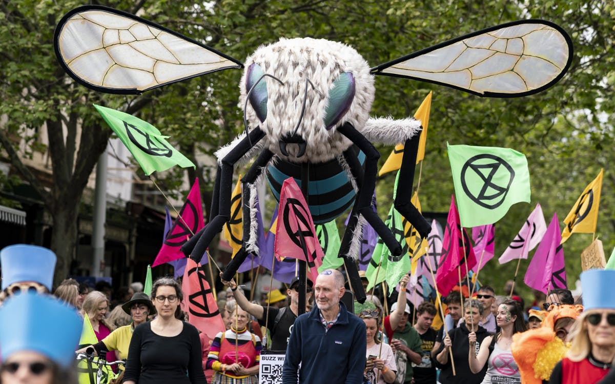 Blue-banded native bee giant puppet at the Melbourne Fringe Festival