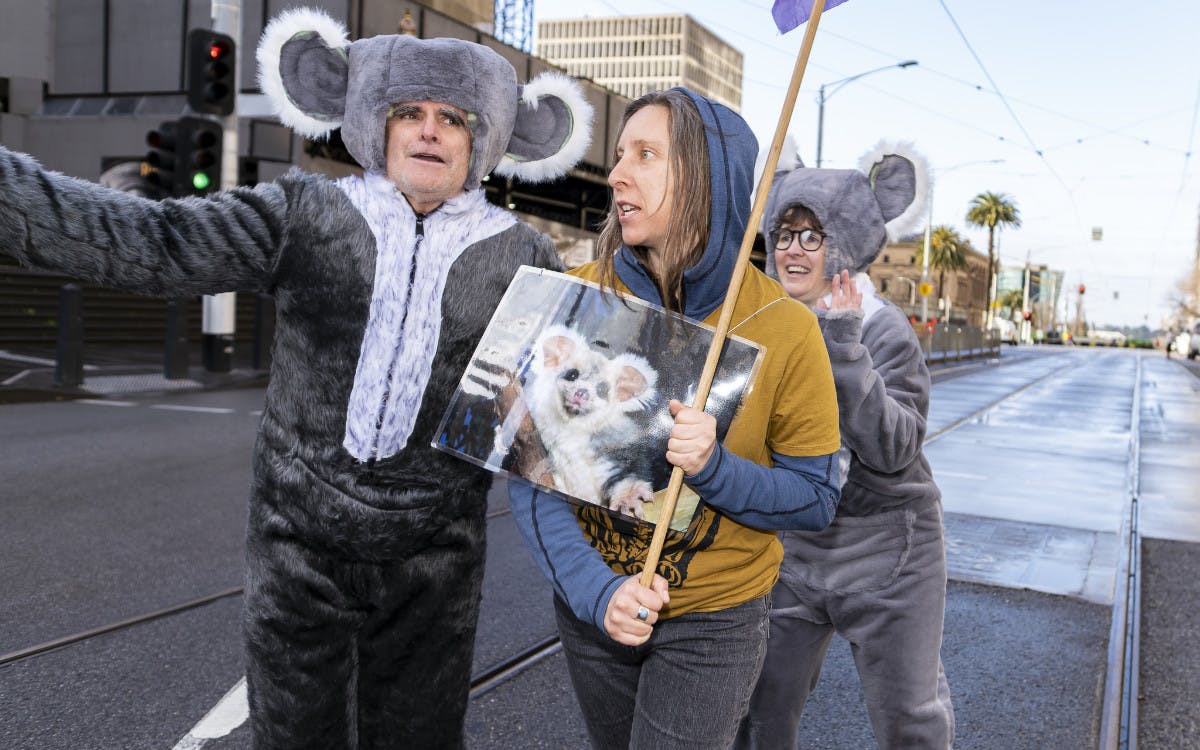 Protesters rally for endangered koalas and greater gliders