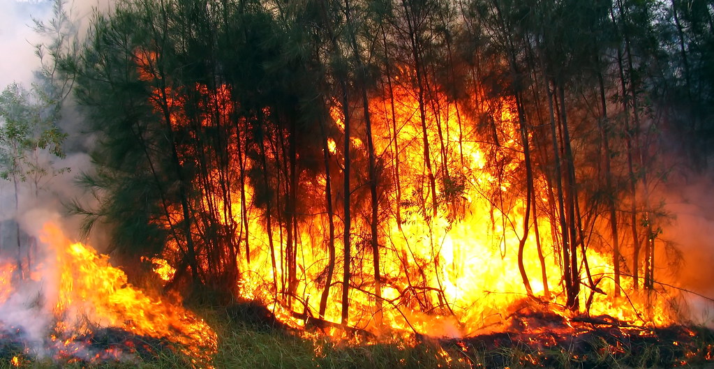 Bushfire image