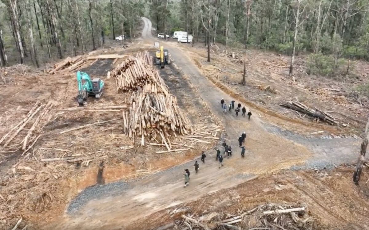 VicForests trash shared heritage to make throwaway paper items, say protesters