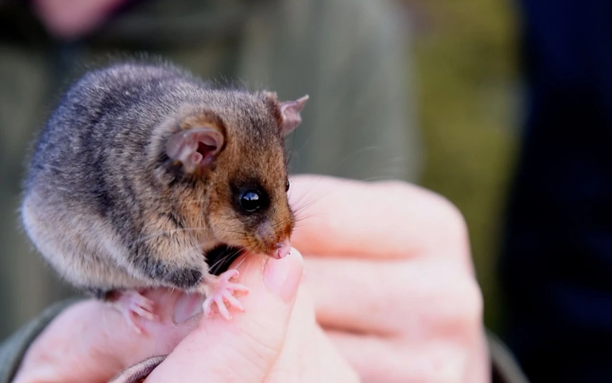 Mountain Pygmy Possum, Snowy Mountains