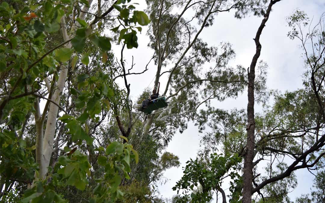Anti-Adani activist in tree sit stops coal entering Adani’s Abbot Point Coal Terminal