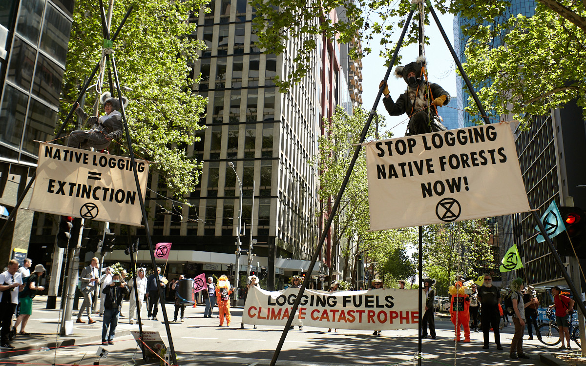Protesters in koala suits hanging from high tripods