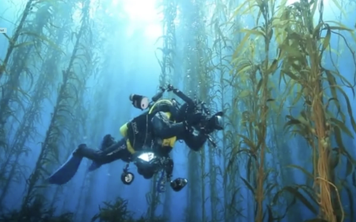 Diver in the giant kelp forests on the Tasmanian East Coast