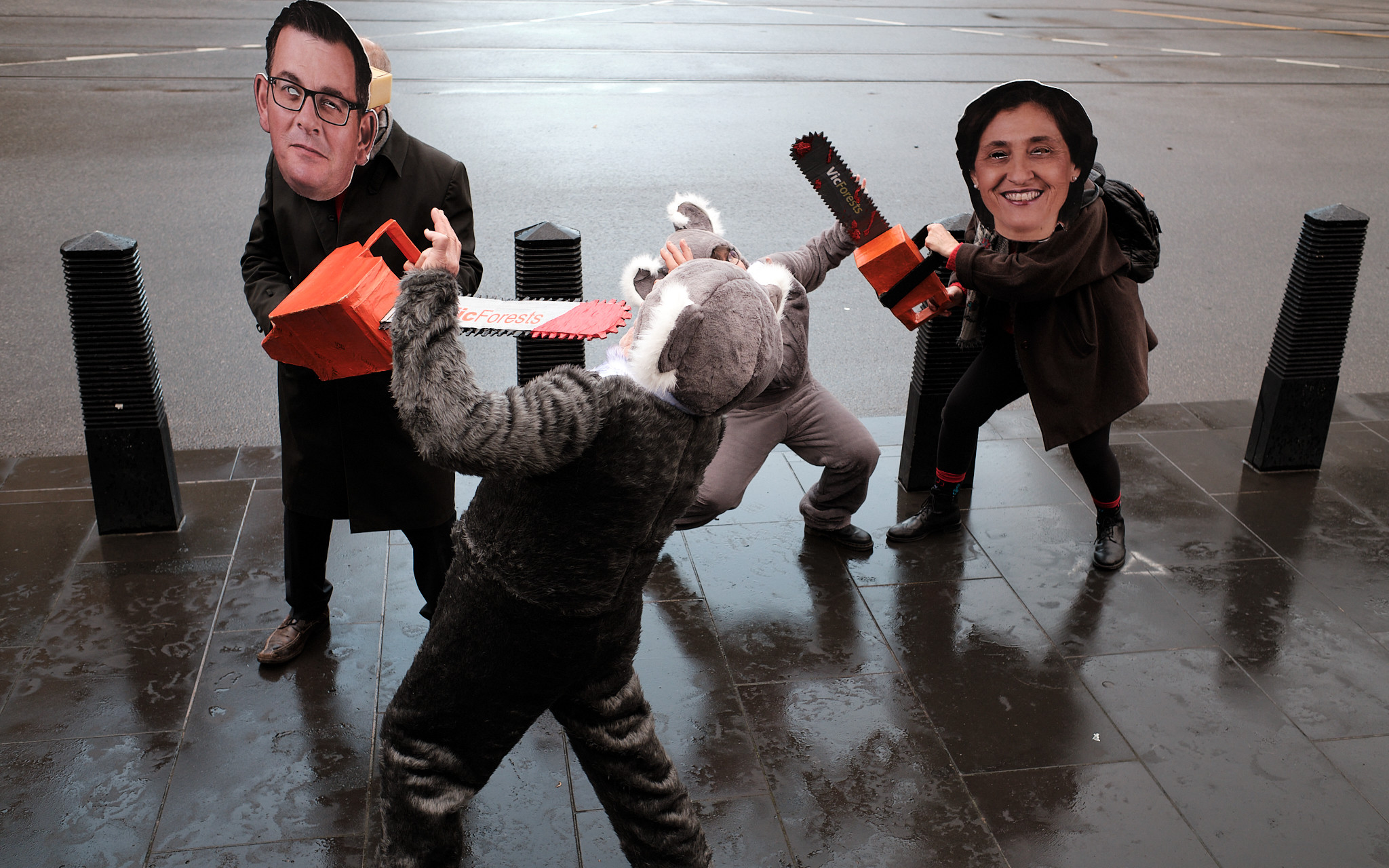 Koalas attacked by forest destroyers