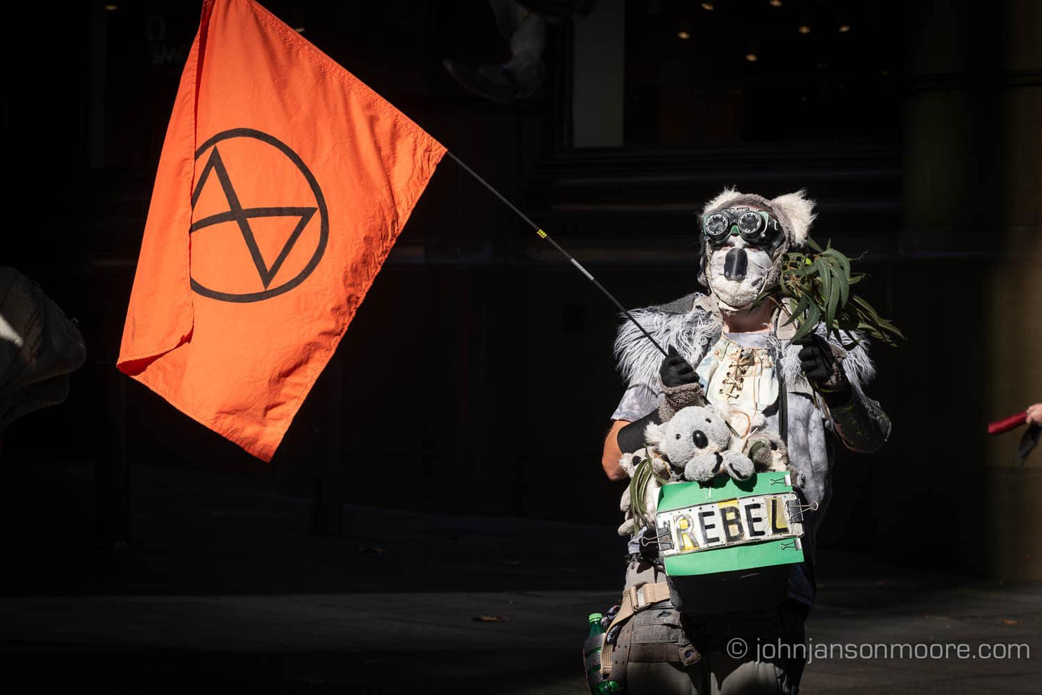 Rebel in koala costume